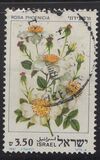 [Roses, Вид AEU]