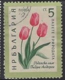 [Flowers, տեսակ AJV]