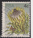 [Flora - Protea Plants, type PJ]