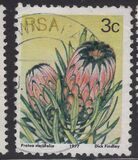 [Flora - Protea Plants, type PI1]