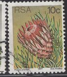 [Flora - Protea Plants, type PP]