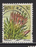 [Flora - Protea Plants, type PG]