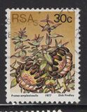 [Flora - Protea Plants, type PT]