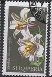 [Flowers - Lilies, type AIJ]