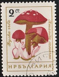 [Mushrooms, ประเภท ANP]