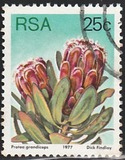 [Flora - Protea Plants, type PS]