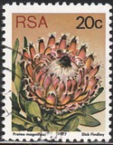 [Flora - Protea Plants, type PR]