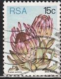 [Flora - Protea Plants, type PQ]