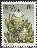 [Flora - Protea Plants, type PN1]