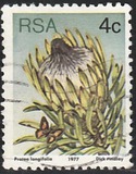 [Flora - Protea Plants, type PJ]