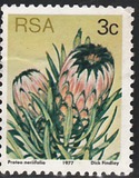 [Flora - Protea Plants, type PI1]
