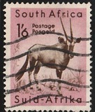 [Local Animals, tipas GS]