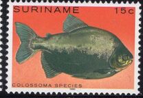 [Tropical Fish, Tüüp ANO]