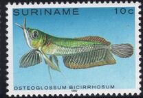 [Tropical Fish, Tüüp ANN]