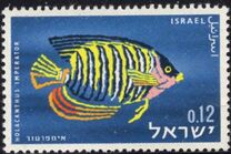 [Red Sea Fish, Tip IN]