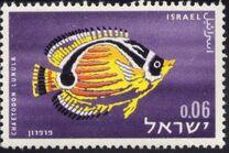 [Red Sea Fish, Tip IL]
