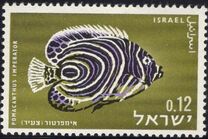 [Red Sea Fish, type JM]