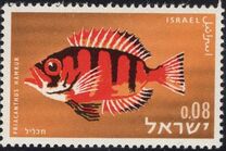 [Red Sea Fish, type JL]