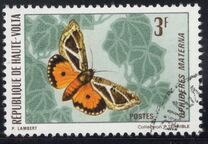 [Butterflies, タイプ JA]