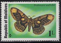 [Butterflies and Moth, type VL]