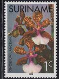 [Surinam Orchids, Tipi AGC]