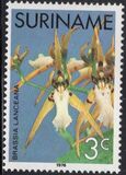 [Surinam Orchids, Tipi AGE]