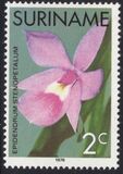 [Surinam Orchids, Tipi AGD]