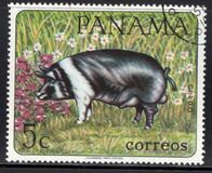 [Domestic Animals, type TN]