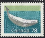 [Canadian Mammals, type AOK]