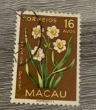 [Indigenous Flowers, type CM]