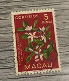[Indigenous Flowers, type CR]