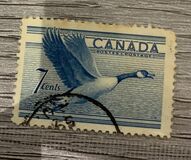 [Birds - Canada Goose, típus GD]