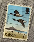 [Seabirds, тип CS]