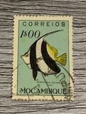 [Fish, type CG]