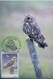 [Owls, tegund IEI]