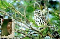 [Birds of Prey - Owls, տեսակ JQM]