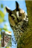 [Birds of Prey - Owls, տեսակ JQM]