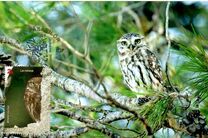 [Birds of Prey - Owls, տեսակ JQM]