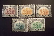 [Dromedary Camels, type D]