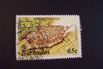 [Marine Life, tegund RU]