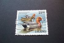[Birds - Ducks, type RP]