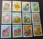 [Flora - Protea Plants, type PG]