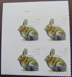 [Brush Rabbit, type ILA]