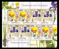 [Flowers, type PZ]