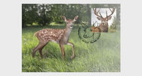[Fauna - Red Deer, type BGT]