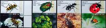 [Beetles, type AUN]