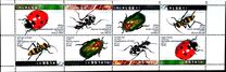[Beetles, type AUN]