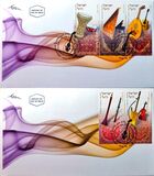 [Musical Instruments of the Middle East, 유형 BXS]