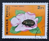 [Insects Polinating Flowers, type DUF]