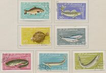 [Fish, տեսակ BTP]